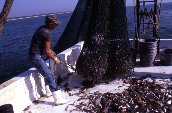 Charles Herrin empties trawl net : Jacksonville, Florida