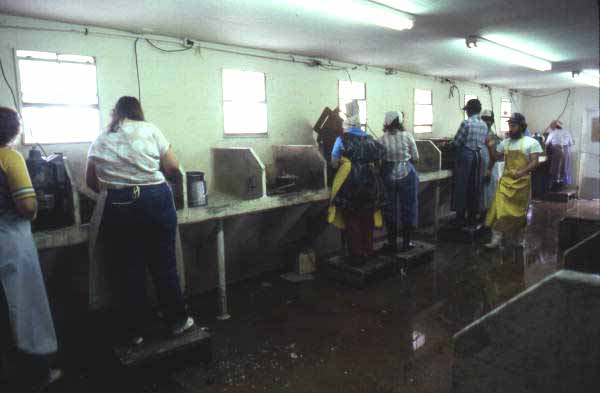 Oyster shuckers at D.W. Wilson Seafood Co. - Apalachicola, Florida.