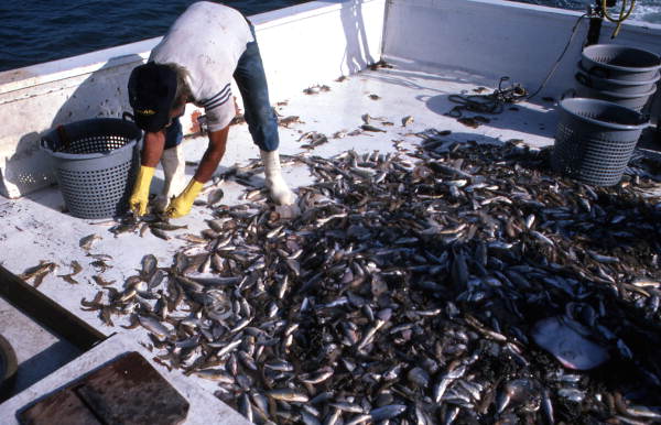 Donald Herrin picks up shrimp aboard the "Miss Joann" - Jacksonville, Florida