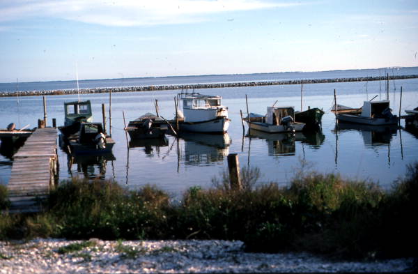 Fishing boats docked at Eastpoint harbor - Eastpoint, Florida