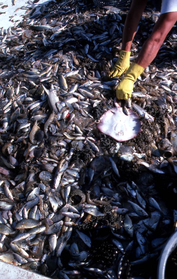 Greg Herrin picks up shrimp - Jacksonville, Florida.