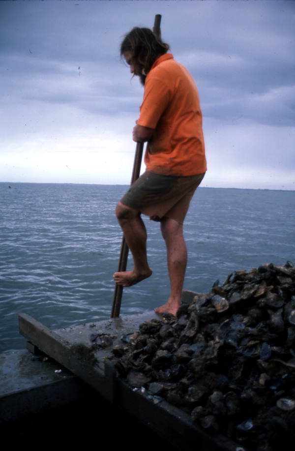 Ken Folsom collects oysters using oyster tongs - Apalachicola Bay, Florida.