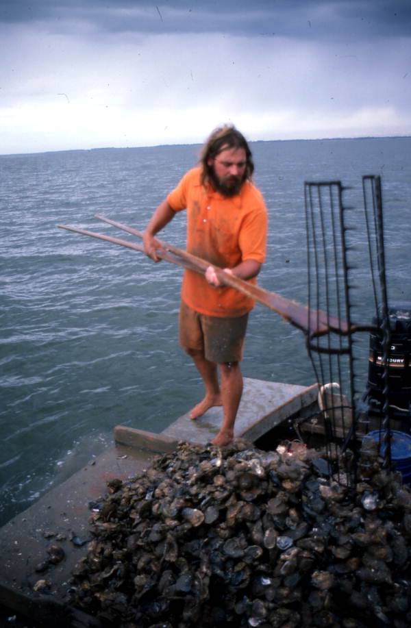 Ken Folsom collects oysters using oyster tongs - Apalachicola Bay, Florida.