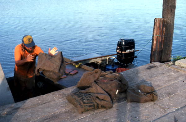 Ken Folsom unloads the day's catch : Apalachicola, Florida.