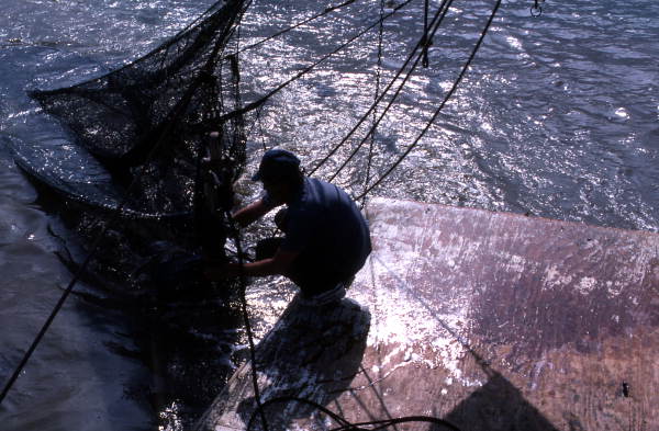 Dale Davis brings trawl net on the deck - Apalachicola Bay, Florida.