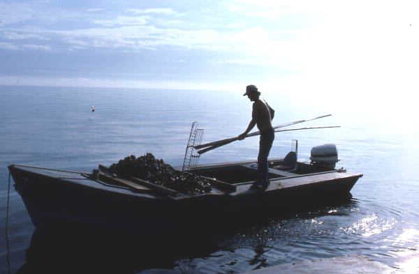 Cletis Anderson depositing oysters onto deck - Apalachicola Bay, Florida.