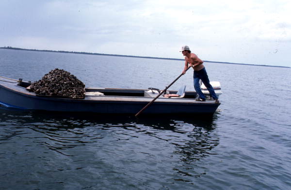 Cletis Anderson using oyster tongs - Apalachicola Bay, Florida.