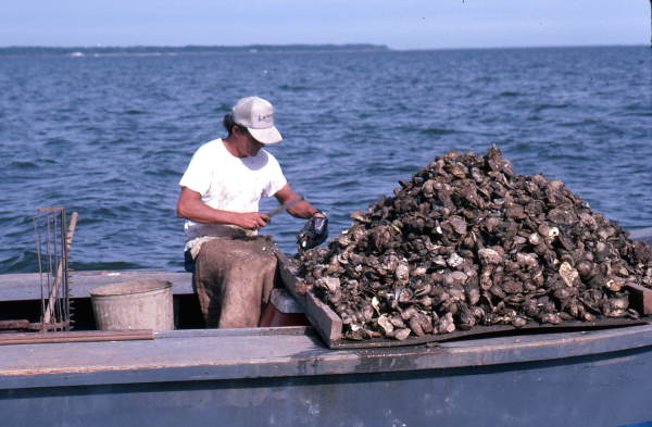 Cletis Anderson culling oysters - Apalachicola Bay, Florida.