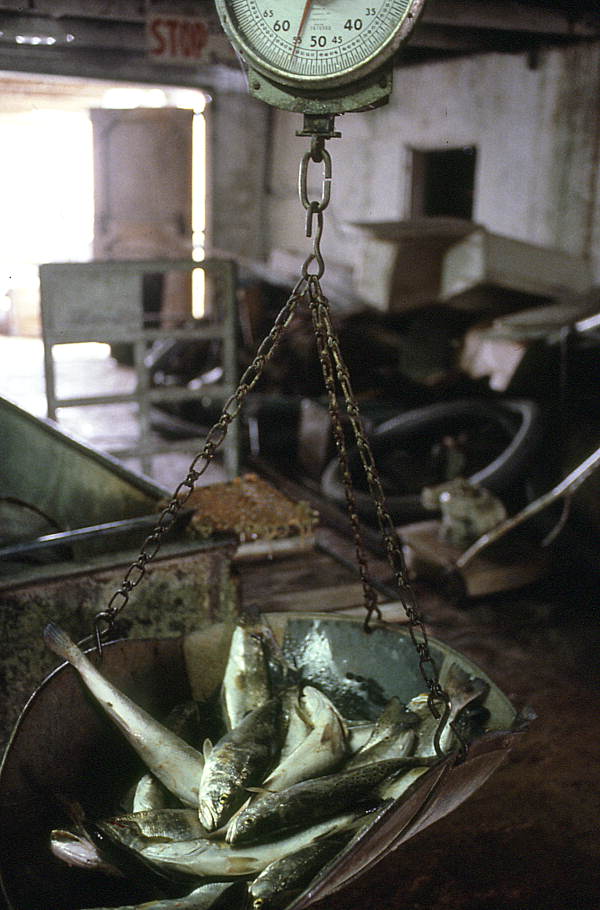 Fish being weighted on a scale - Apalachicola, Florida.