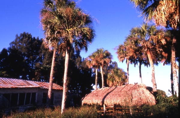 Traditional Seminole chickee - Brighton Reservation, Florida