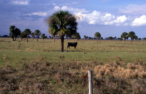 Cow and land near Immokalee - Collier County, Florida
