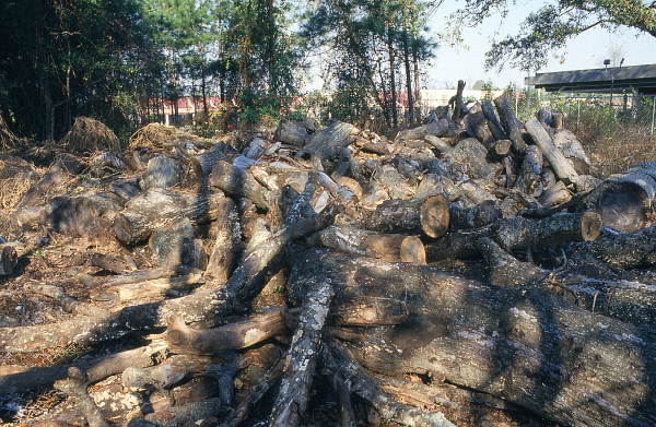 Wood pile at Hiram Jenkins' barbecue- Jacksonville, Florida