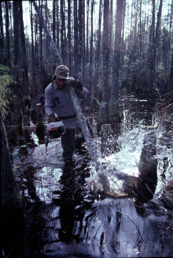 Robert Rudd cutting a cypress tree to make furniture with - Bronson, Florida