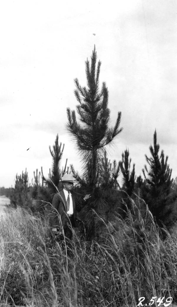 Slash pine planted February 1930