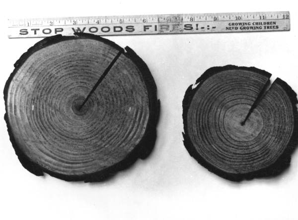 Cross section of pine.