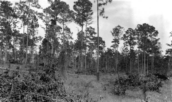 Brush piles from "cleaned" pinelands.