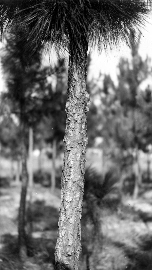 Saw-pruned, six-year old slash pine