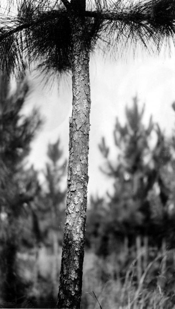 Axe-pruned, six-year old slash pine
