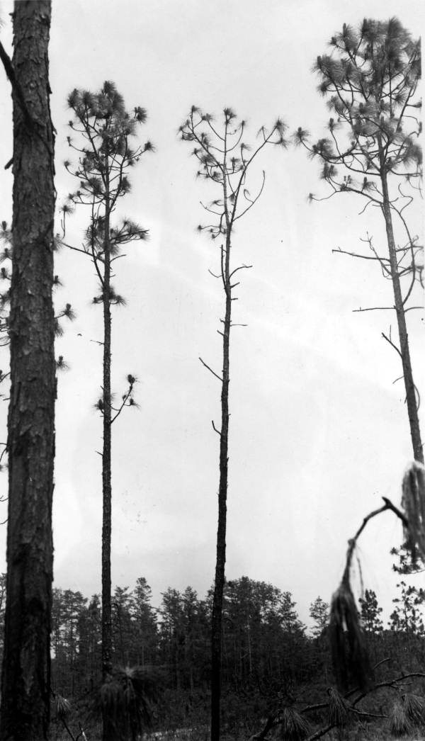 Poor top remnant tree, burned at base