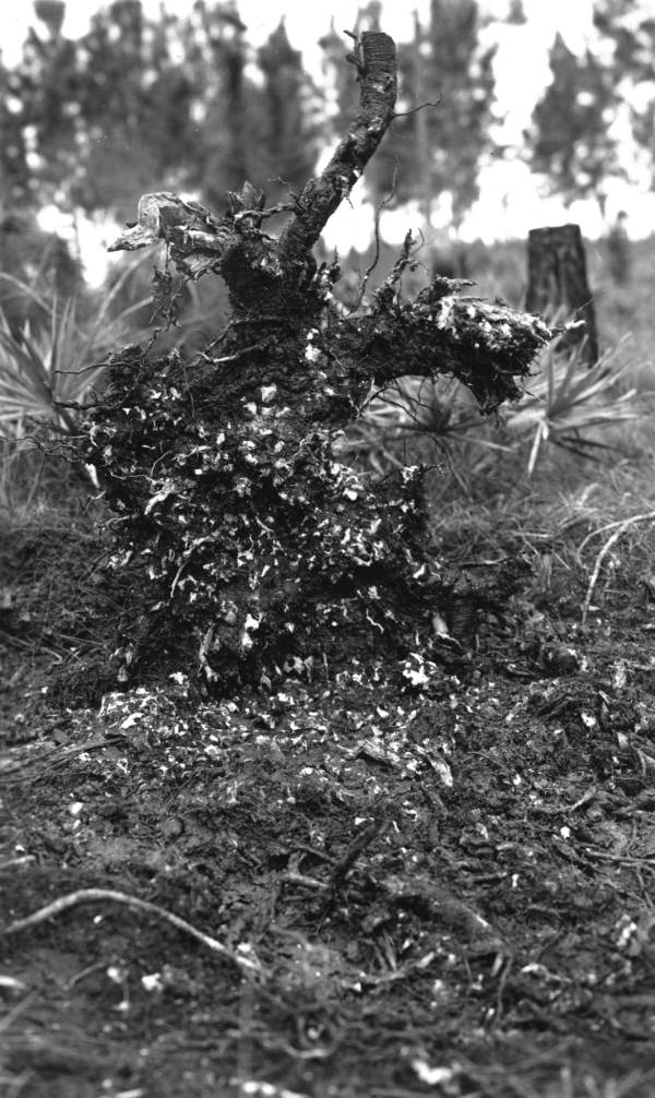 Shallow root systems of "Dade County" pine grown on coral rock soil.