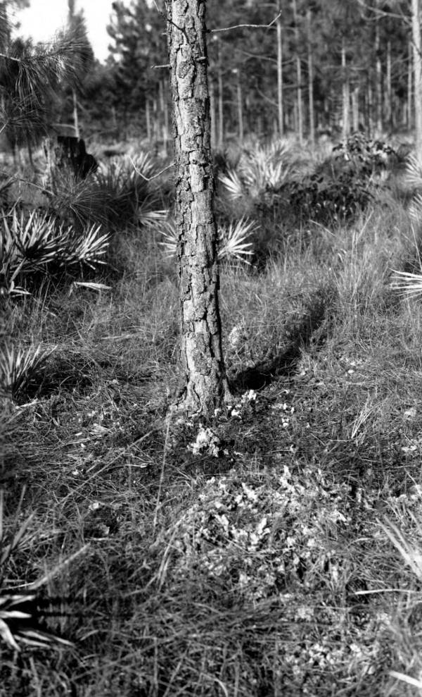 Native "Dade County" pine showing coral rock soil conditions.