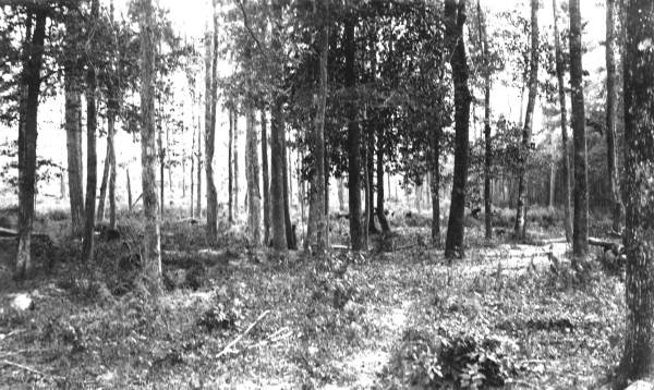 Hardwood swamp "cleaned" and thinned to encourage forage grasses.