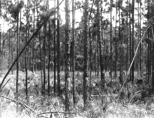 Check plot of pine stand