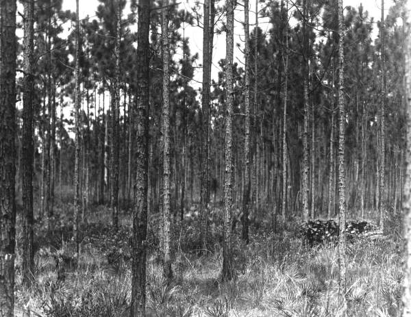 Thinned one-acre plot