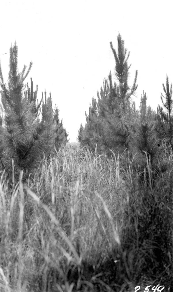 Slash pine planted February 1930