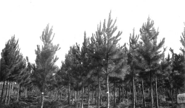 Pruning plots in 1930 plantation