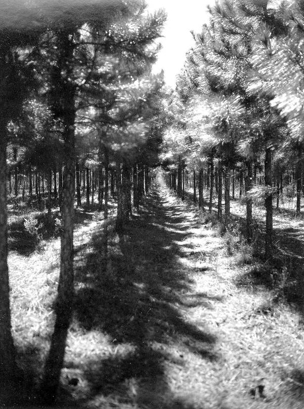 Interior view of pine plantation