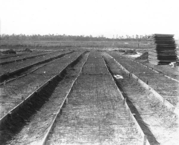 Boarded seed beds