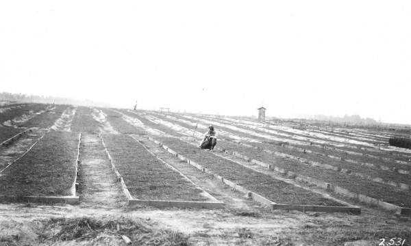 Boarded seed beds