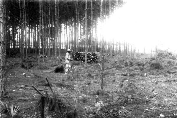 Plot undergoing thinning