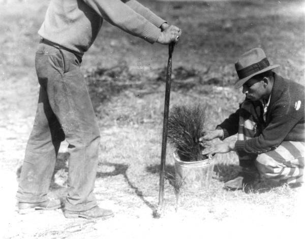 Steps in tree planting with a dibble