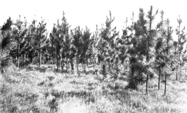 Slash pine under protection