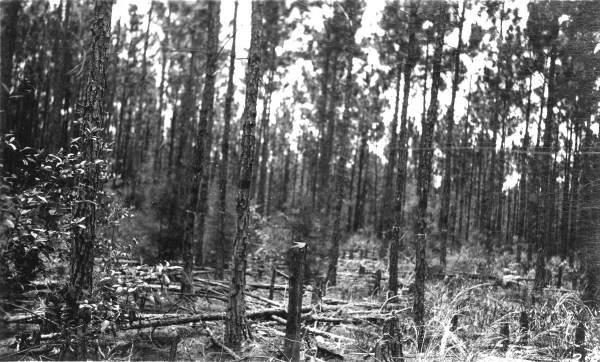 Thinned plot