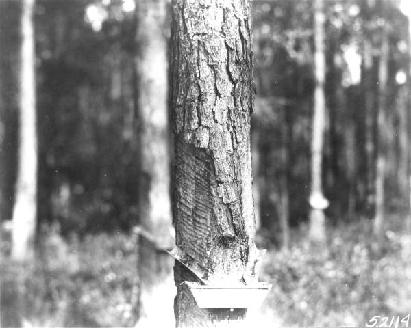 Split face turpentining method