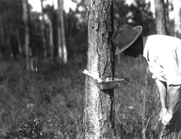 Henry Cook and split face turpentining method