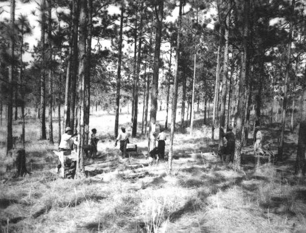 Men gathering "scrape"
