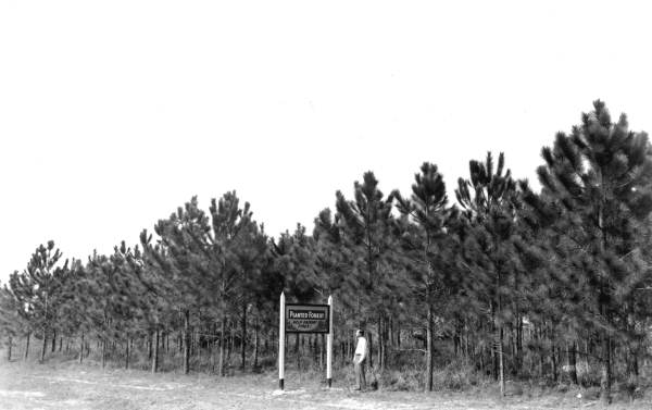 Tree plantation of Cummer Sons Cypress Company