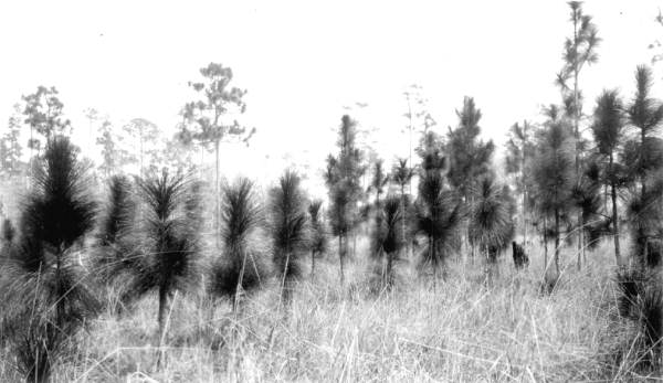 Longleaf pine reproduction making vigorous growth under protection