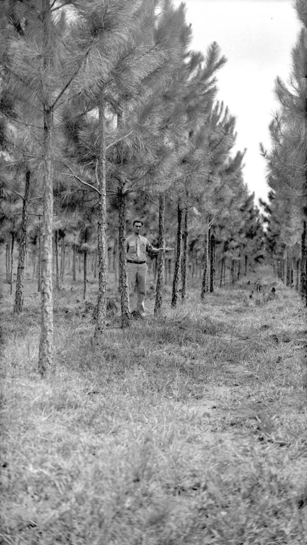 Pruning demonstration on slash pine planted 1930.