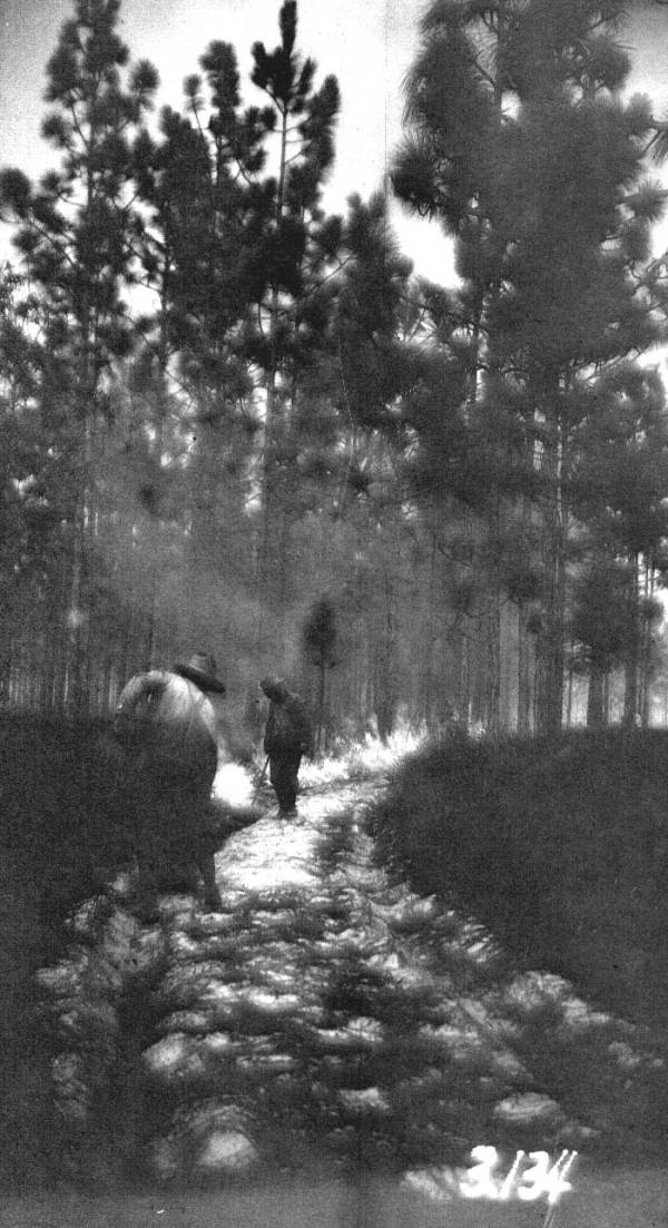 Back-firing old woods road in fire control