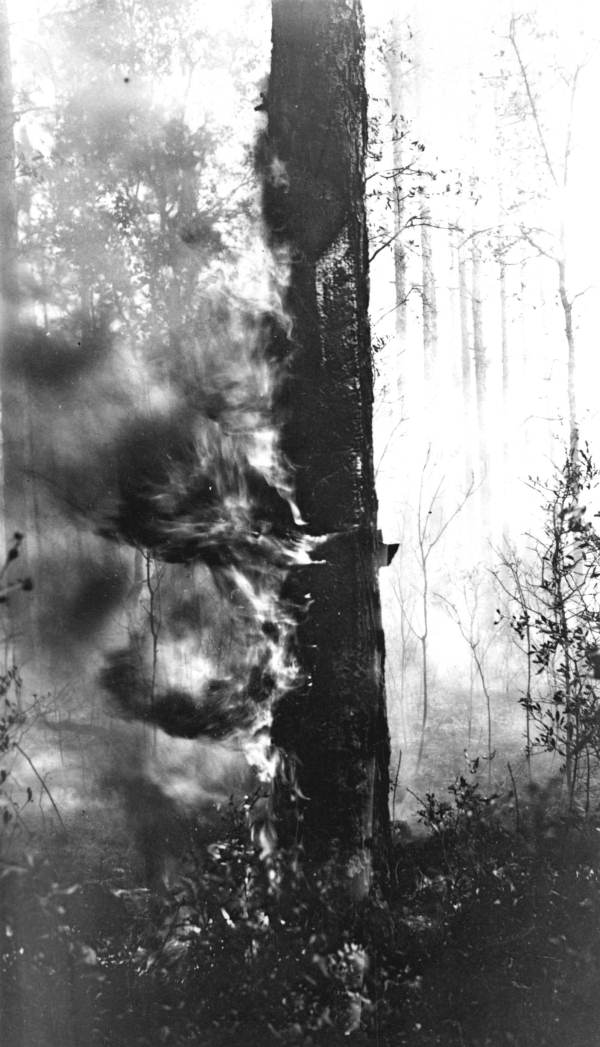 Fire burning pine tree at faces cut for turpentining