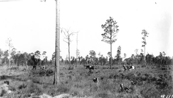 Cattle grazing in pinelands