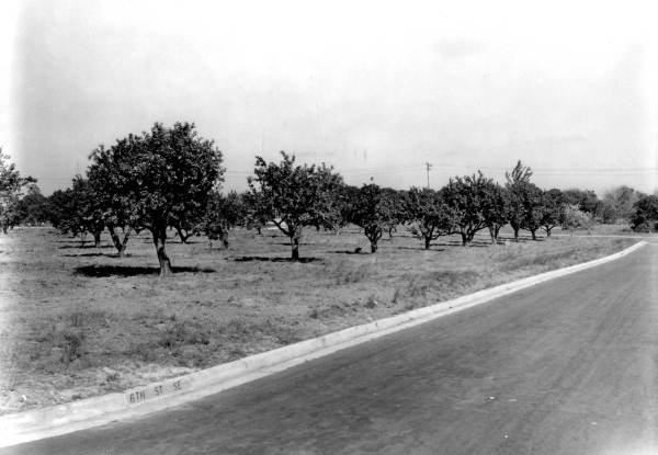 View of Winter Haven grove