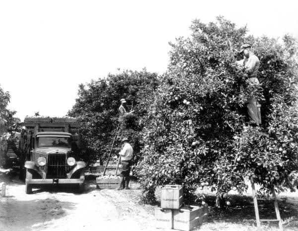 Floridagold citrus employees picking oranges