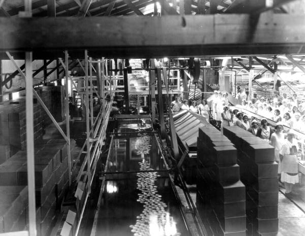 Interior of Robert Brothers, Inc., canning plant