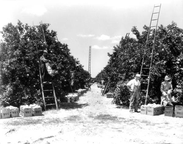 Winter Haven Citrus Growers Association employees working in grove